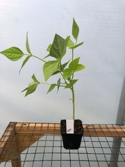 Bean Live Plant – Seedlings/Plugs and Plants – 3″- 12″ tall – 30-60+ days old