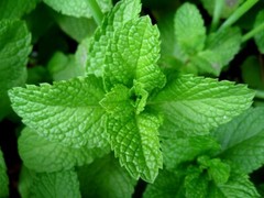 Heirloom Peppermint Seeds | Non-GMO Herb Garden Perennial Seeds from USA