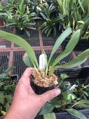 Masdevallia Cheryl Shohan ‚The Babe‘ AM/AOS Easy Grower