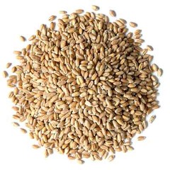 Wheat Berries – Sproutable, Kosher, Raw – by Food To Live