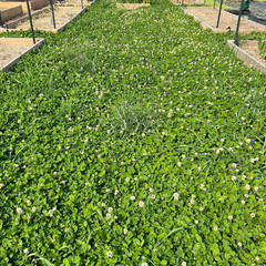 Micro Clover Seed for Lawn – 1 Lb – ~400,000 Microclover Seeds for Planting – Dr