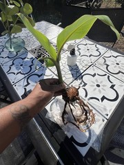 Burro Plantain Live Semilla Platano Tree 10in-18in With Corm Attached, Rootball
