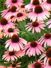 50 Pink White Coneflower Seeds Echinacea Perennial Flower Seed Flowers US SELLE
