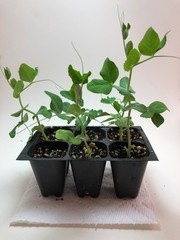 Sugar Snap Pea Live Plants – Seedlings/Plugs- 3″- 6″ tall – 30-50 days old