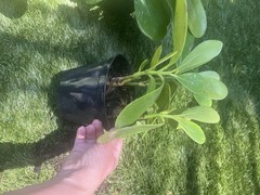 Clusia – Princess’ (Autograph Tree) – Well Rooted Plant In 6 Inch Pot