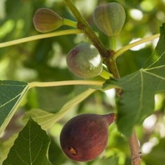 Fig Tree – ‚Brown Turkey‘ – Fruiting Fig Tree – Ficus Carica