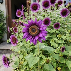 100 Purple Sunflower Seeds – Rare Deep Violet Blooms for Garden Beauty