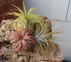 Tillandsia Ionantha Assorted 3 Pack Color Changing Air Plants
