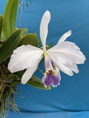 Cattleya gaskelliana coerulea ‚Andres‘ X Self Orchid Eros Division 6” Pot