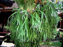 Platycerium Staghorn Fern Bali