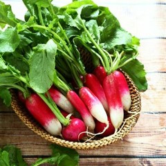 French Breakfast Radish Seeds | Heirloom / Non-GMO | Free Shipping | 1095