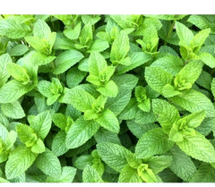 SPEARMINT Seeds 500+ SEEDS BUY 4 ITEMS FREE SHIPPING