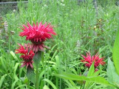 8 Red bee balm 3-9 freshly dug shipped same day hardy perennial blooms long time