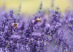 Lavender Seeds, Vera English, NON-GMO, Variety Sizes, FREE SHIPPING