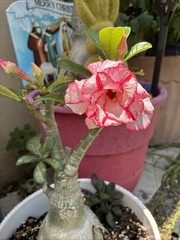 Queen Esther Beautiful Desert Rose Tiple Petal