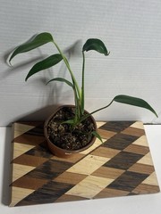 US SELLER!! Monstera Burle Marx Flame — SELLERS CHOICE!!!