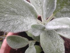 PERENNIAL LAMB’S EAR WELL ROOTED PLANT VERY EASY GROWER& MULTIPLES!