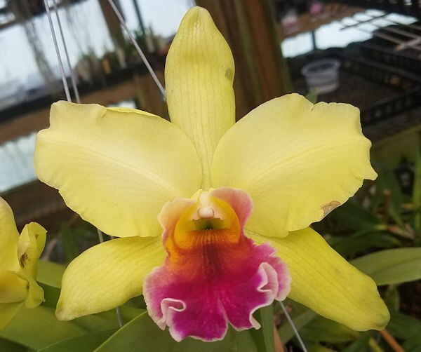 Blc Mem Helen Brown x Blc Kitty Mattheny 5 Inch Pot 3C32