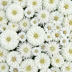 Zinnia MOONLIGHT GARDEN MIX White Wedding Cut Flower Garden Heirloom 150 Seeds