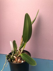 (782-1) Rlc.Chunyeah ‚No 10″ MS