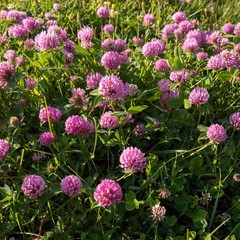 High Yield Red Clover Seeds – 10 lbs. for Companion Planting