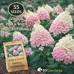 55 Pink White Panicle Hydrangea Seeds Heirloom Flower Shrub Easy Grow