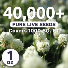 White Dutch Clover – Large 1 Ounce Packet – 1 Pouch (40,000 Seeds)