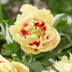 Easy to Grow Peony Prairie Charm (Itoh) 1 Root Division – Spring Yellow Blooms