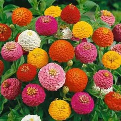 750+ LILLIPUT ZINNIA SEEDS NON – GMO FRESH FOR YOUR FLOWER GARDENS