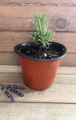 Lavender Live Plant | 4 inch pot Lavender | French Lavender | English Lavender