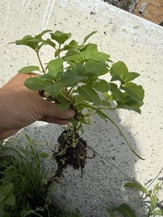5 Live Peppermint edible aromatic herb plants bare roots healthy herb plants