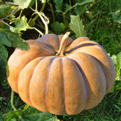 Fairytale Pumpkin (Musqee de Provence) Seeds | Cinderella Pumpkins Seed 2024