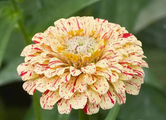 Peppermint Stick Zinnia Seeds 100+ Flower Elegans USA FREE SHIPPING ANNUAL