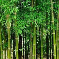 Giant Bamboo Seeds for Planting – Quick Growth and Winter Hardy (100 Seeds)