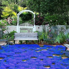20000+ Magic Blue Creeping Thyme Seeds for Planting Ground Cover Plants Brown