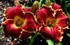 RED BLOODED 2 fans Daylilies perennial return every year multiplying