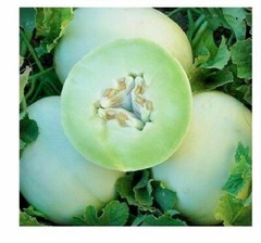 Melon Seeds – Green Flesh Honeydew – Organic – Heirlooms. 1.gram