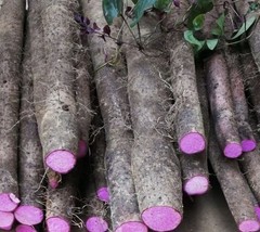 6 Purple Yam (Dioscorea) Bulbs/ bulbils Edible Perennial Tropical Outdoor