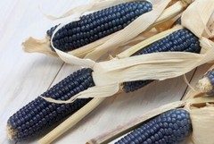 100+ Blue Hopi Corn Seeds, Native American Zea Mays, Fresh for Your Garden