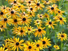 2,000 Black-Eyed Susan Seeds – Rudbeckia Classic Yellow & Dark Brown Wildflower