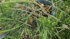 Rhipsalis sulcata-five cuttings/4 inches each-Yellow/White Flowers/Branching