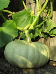 15 JARRAHDALE GREEN PUMPKIN Jarradale Blue Grey Cucurbita Maxima Vegetable Seeds