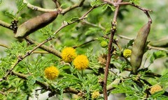 Sweet Acacia, Farnesiana Vachellia Farnesiana, Yellow Flowers (20+ Seeds) (022B)