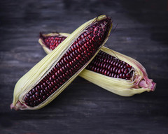 120+ New York Bloody Butcher Corn Seeds — NEW CROSS ——— RARE