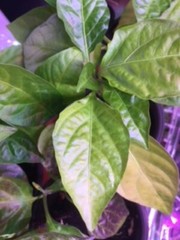 1 Live Plant Vegetable Sweet Pepper Seedling Plants 30 days old, 2″ to 4″ tall