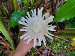 White Torch Ginger Rhizome (Etlingera Elatior) Tropical Flower Outdoor Plant