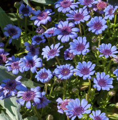 Daisy THE BLUES Felicia Heterophylla Blue Heirloom Pollinators Non-GMO 50 Seeds