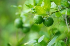 Lia’s Lime Tree Seeds – Fast Growing Key Lime Tree Seeds – 20+ Fresh Seeds