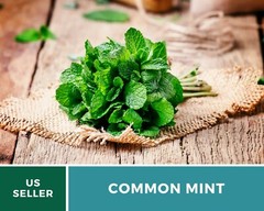 Mint, Common – Heirloom Seeds – Medicinal & Culinary Herb – GMO Free (Mentha spp