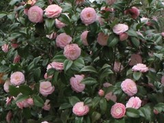 **PINK PERFECTION**Unique Bloom*Camellia Japonica-Live Starter Plant -USA SELLER